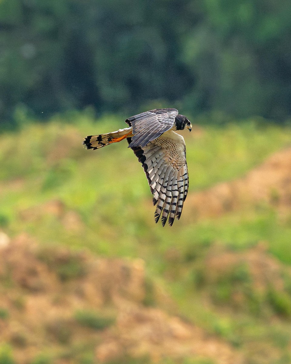 Long-winged Harrier - ML632262658