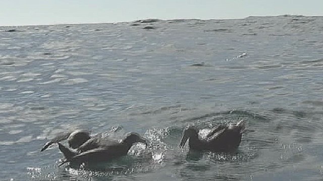 Northern Giant-Petrel - ML632262666