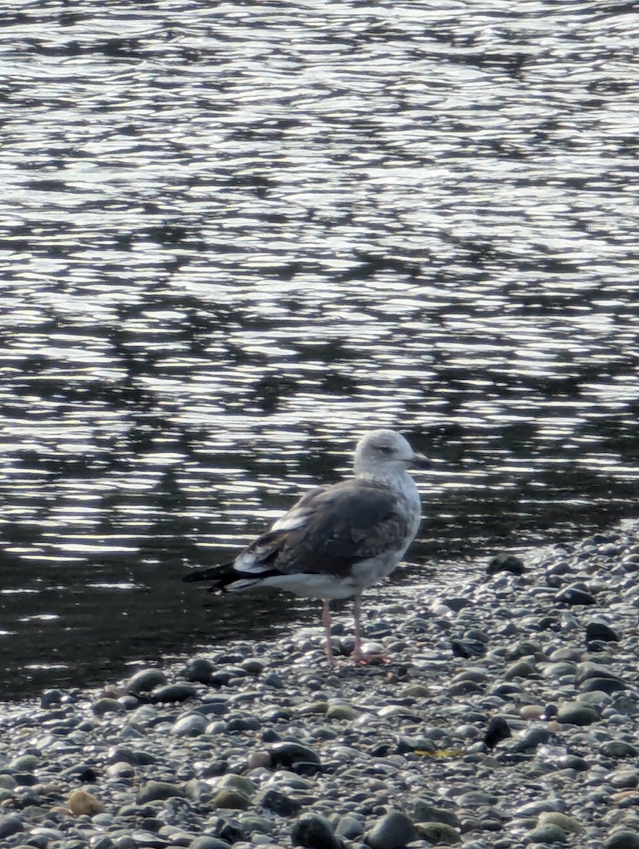 Lesser Black-backed Gull - ML632262769