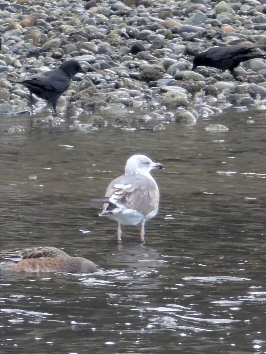 Lesser Black-backed Gull - ML632262773