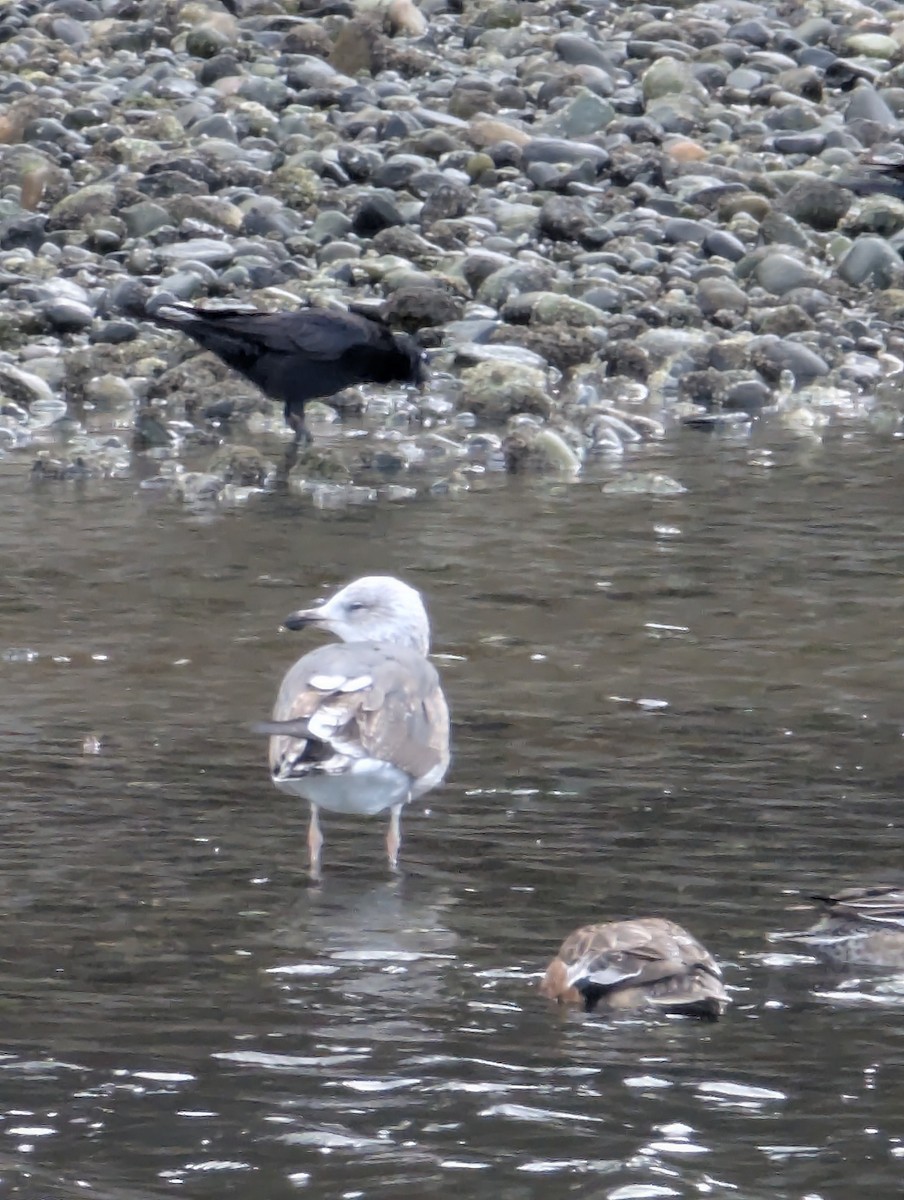 Lesser Black-backed Gull - ML632262774