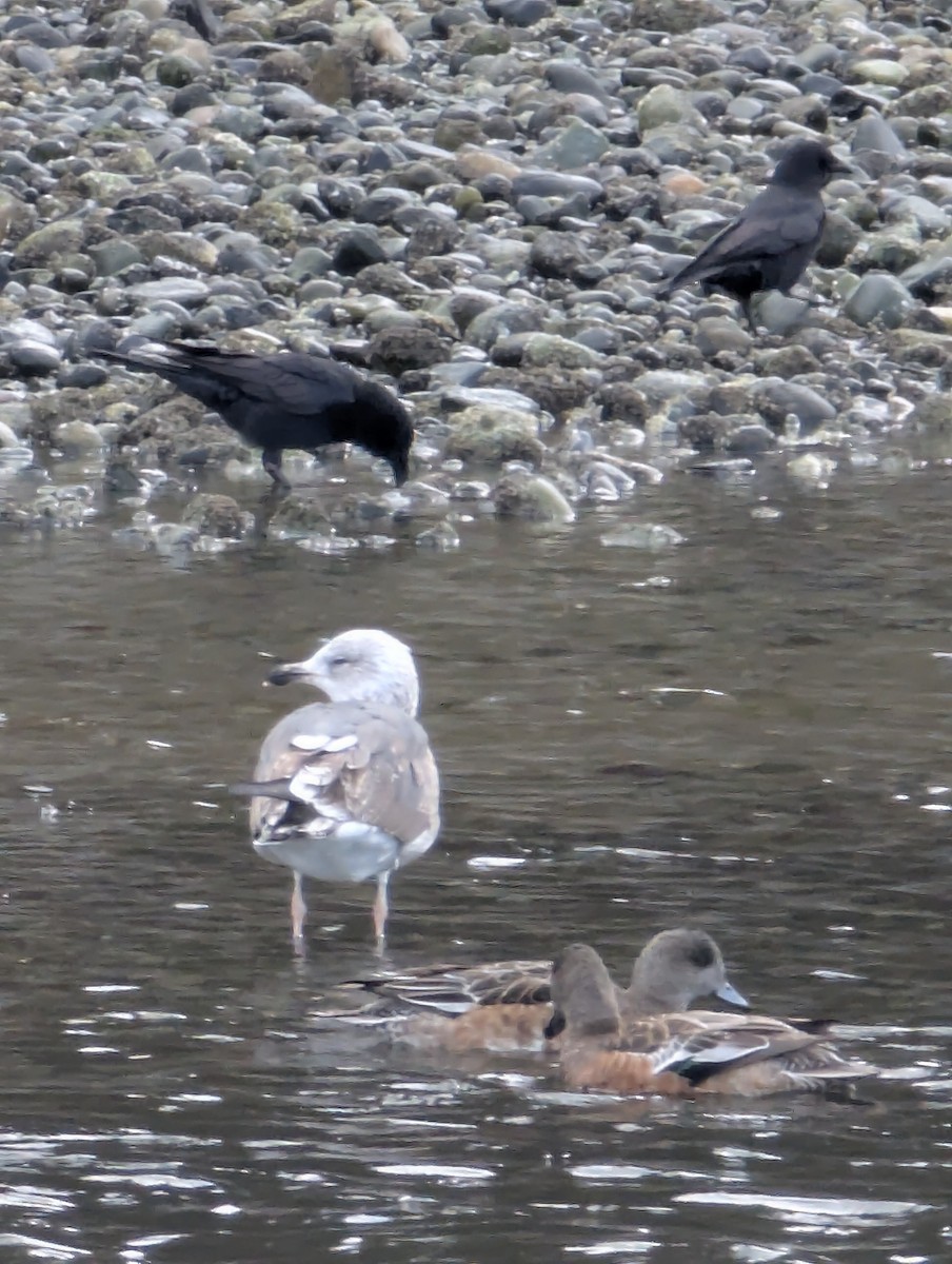 Lesser Black-backed Gull - ML632262776