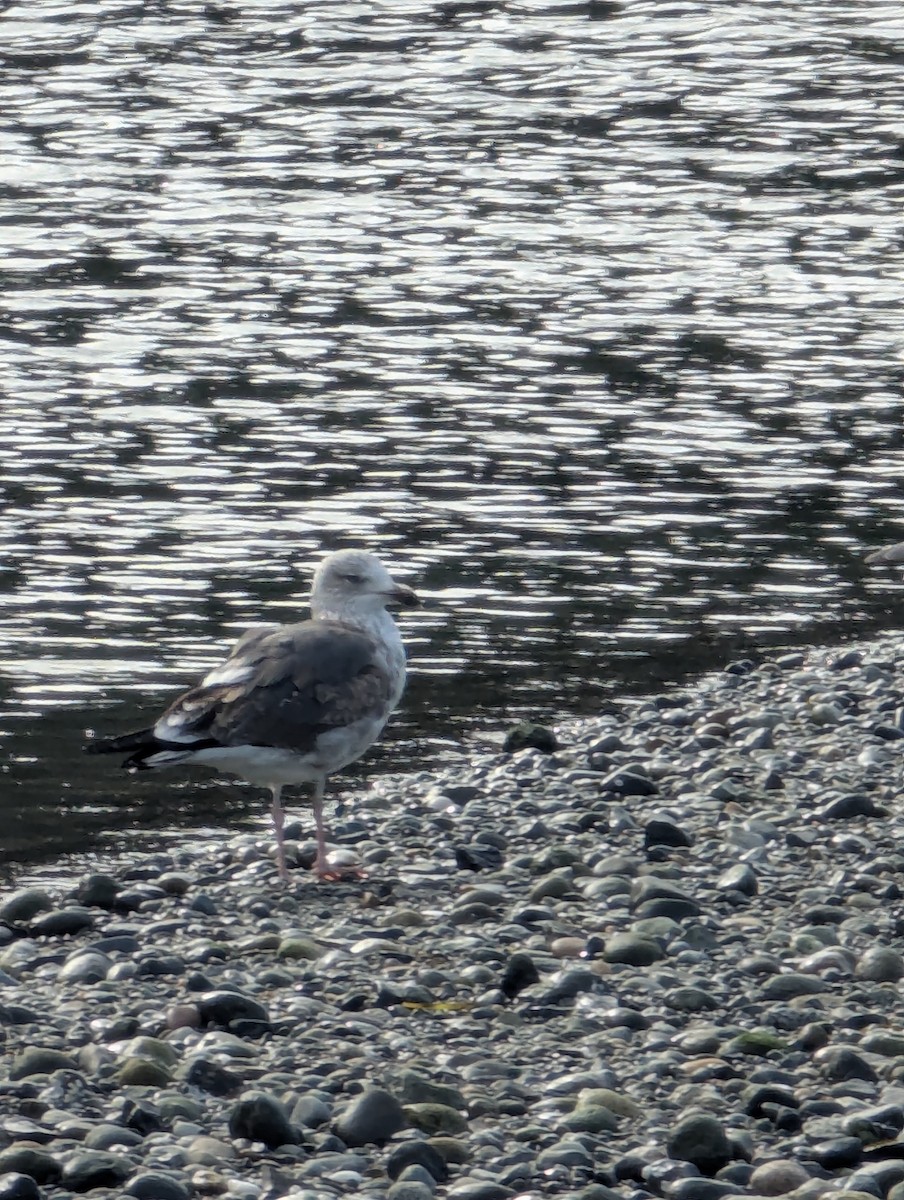 Lesser Black-backed Gull - ML632262784