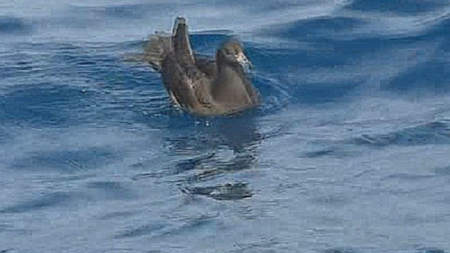 Westland Petrel - ML632262940
