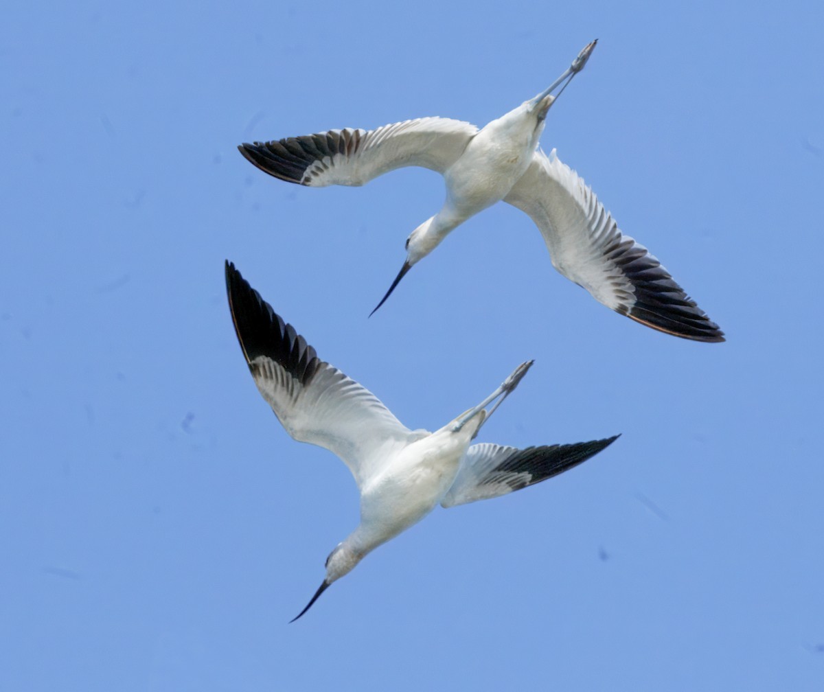 American Avocet - ML632263034