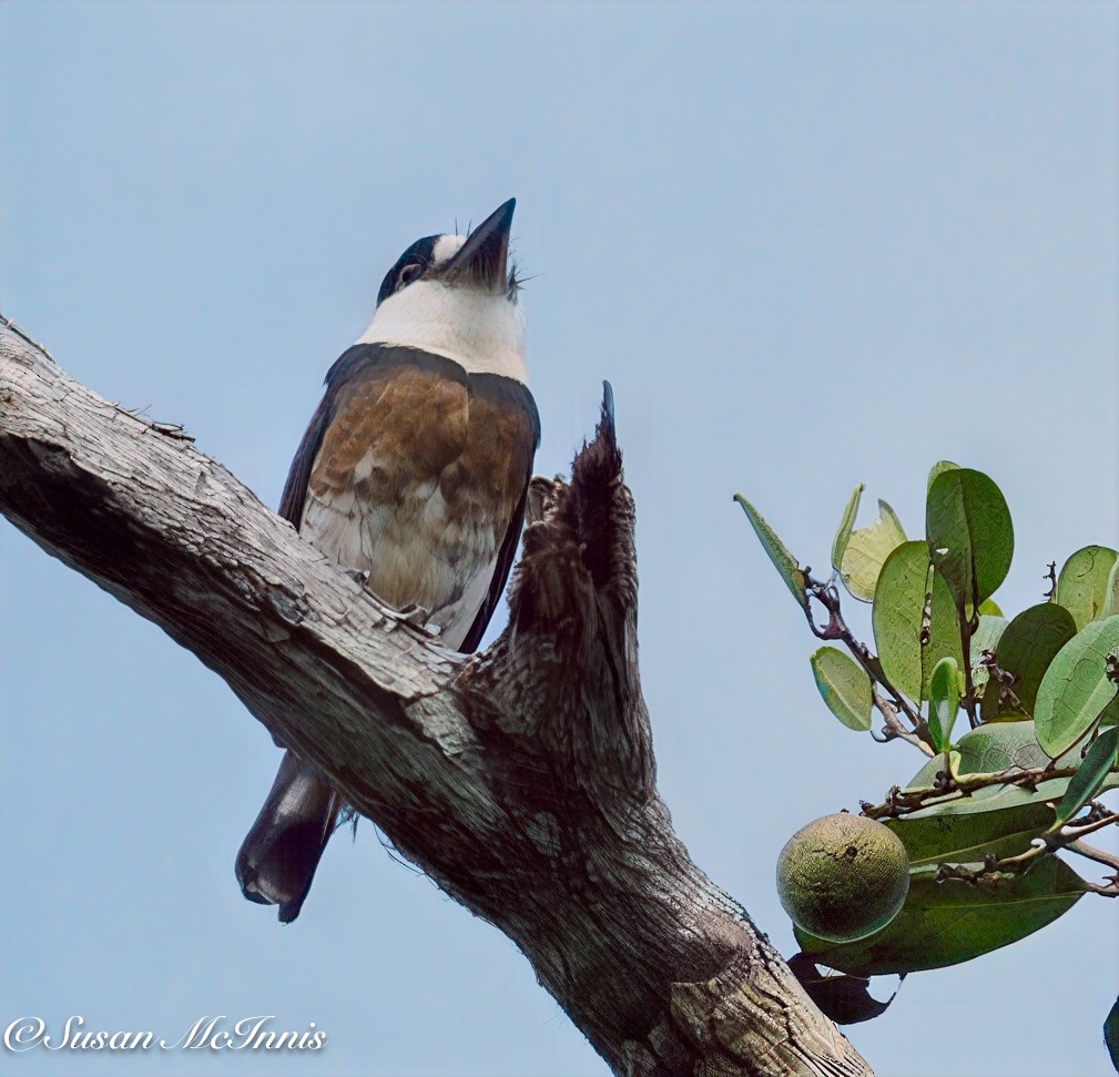 Brown-banded Puffbird - ML632263059