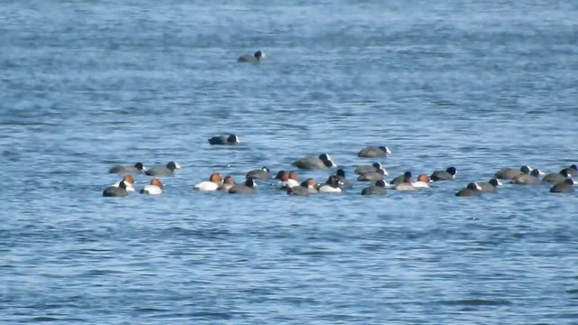 Ring-necked Duck - ML632263099