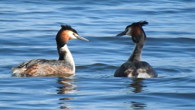Great Crested Grebe - ML632263107