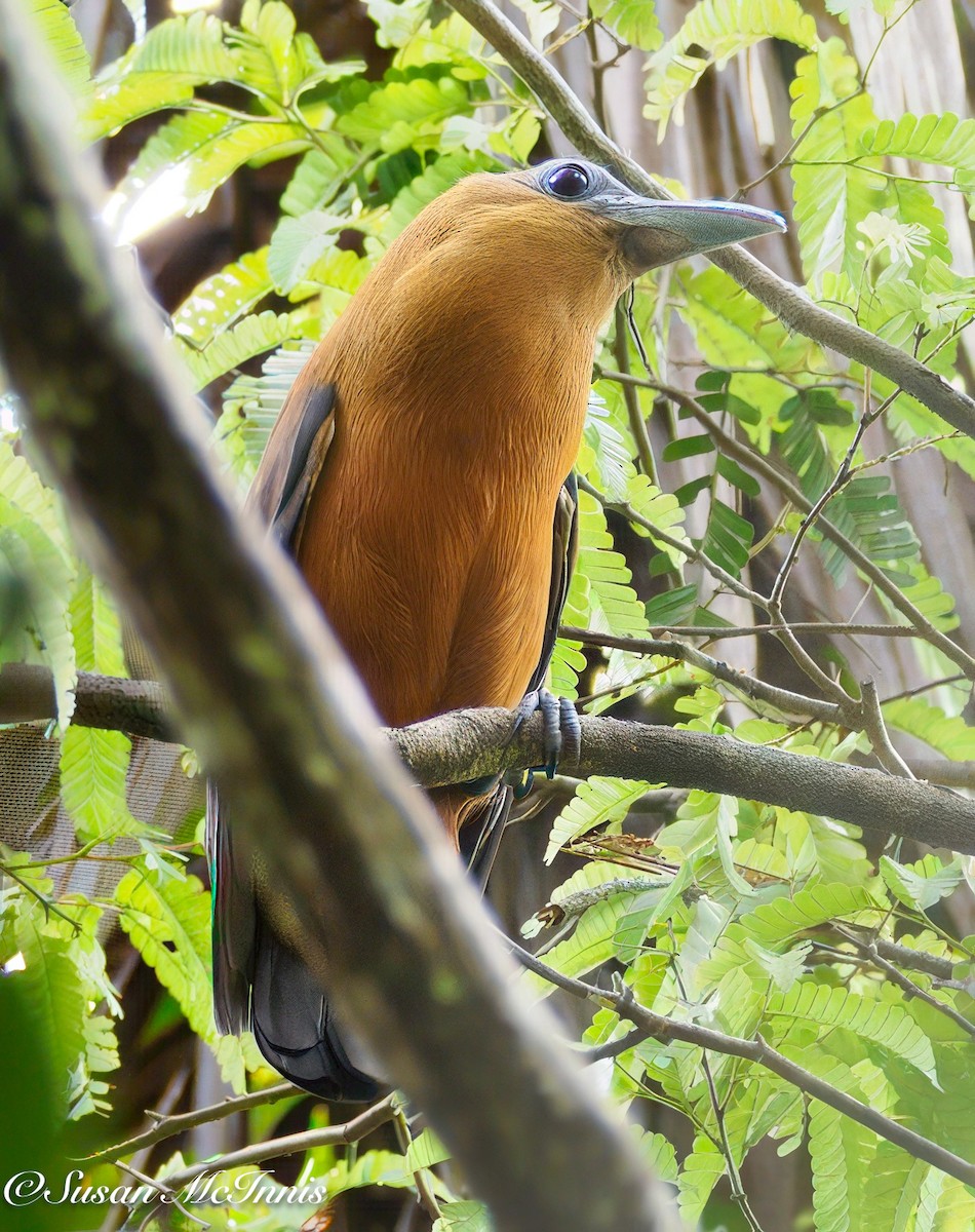 Capuchinbird - ML632263144
