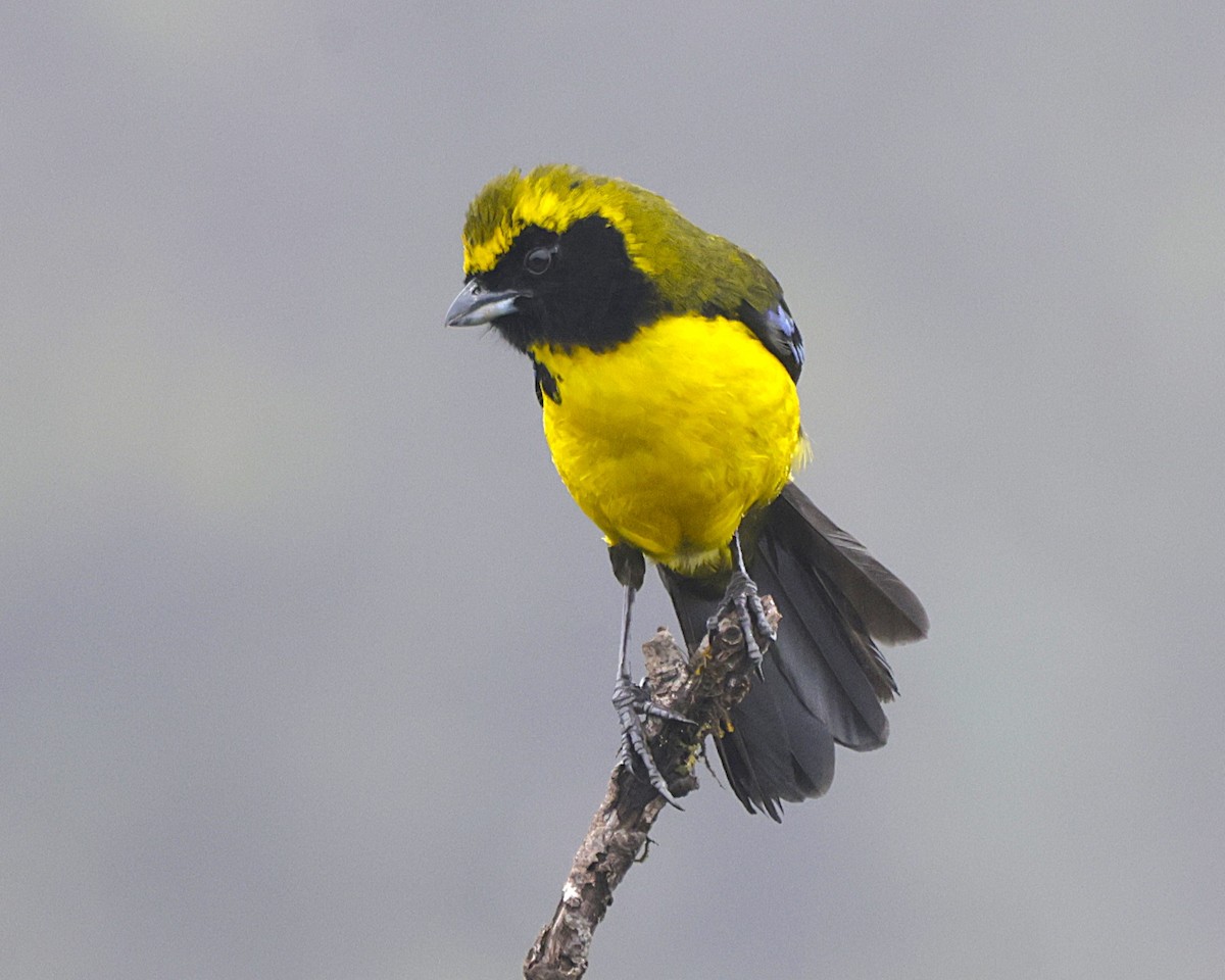Masked Mountain Tanager - ML632263153