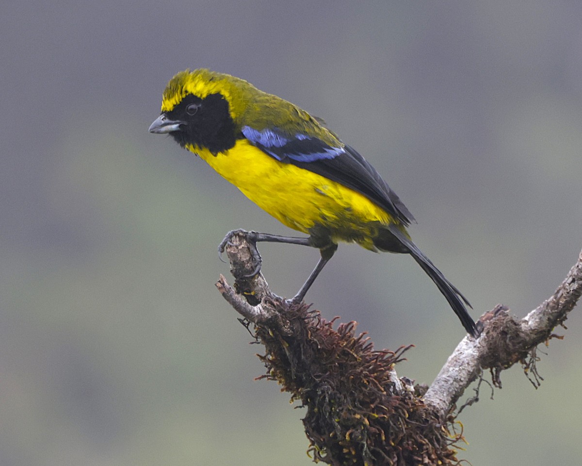 Masked Mountain Tanager - ML632263154