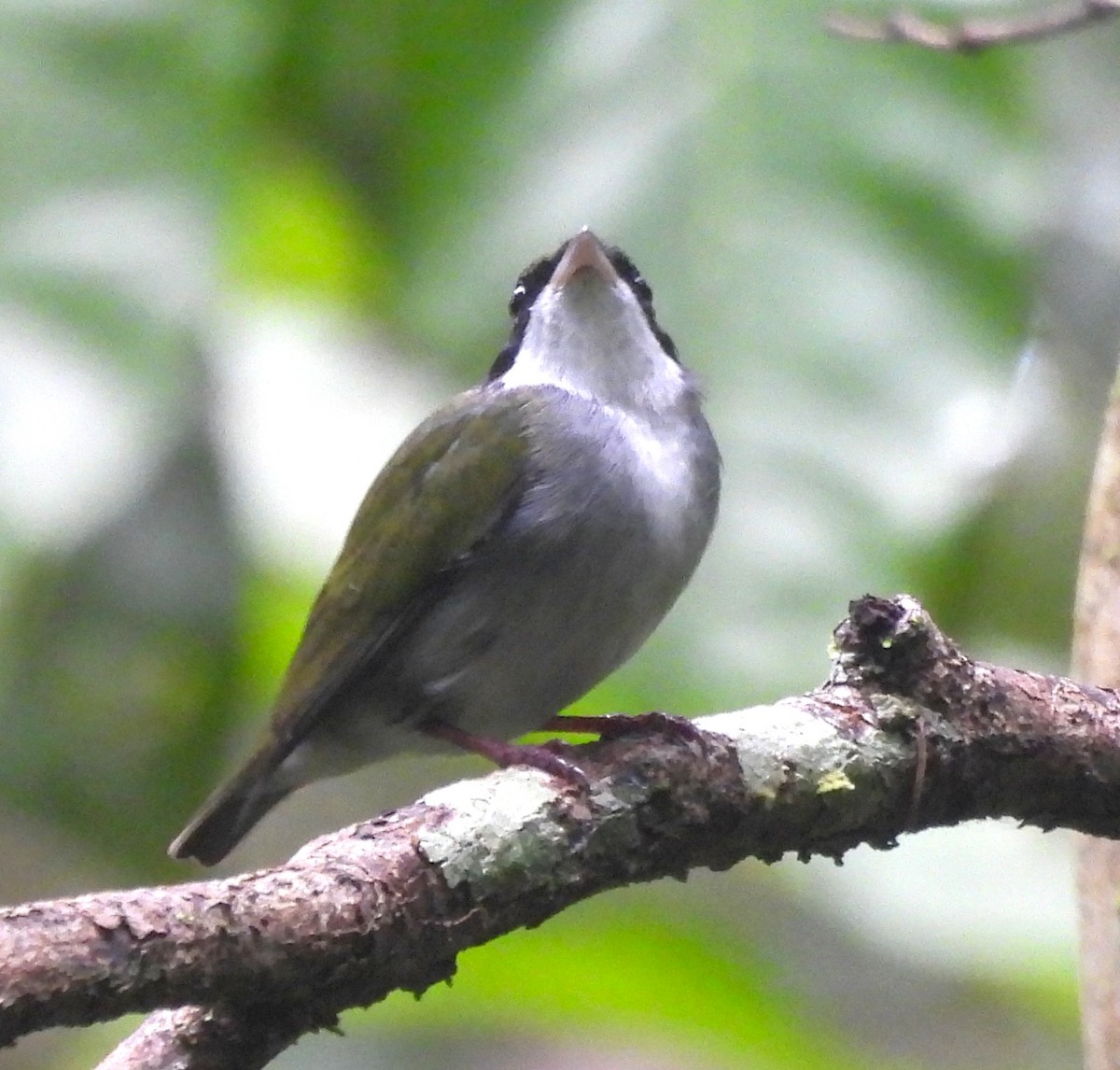 White-throated Manakin - ML632263190