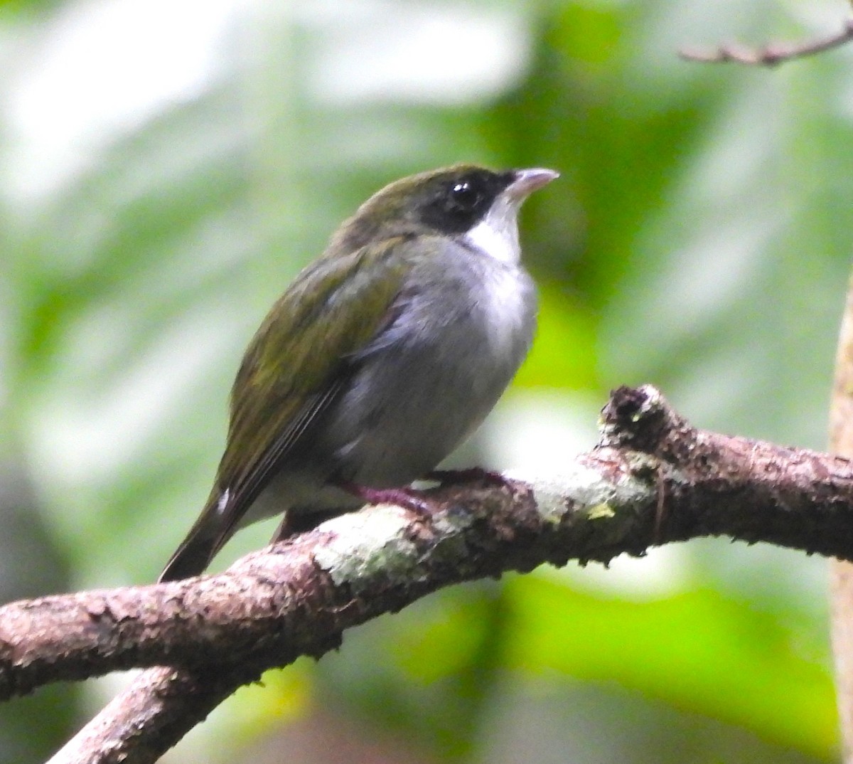 White-throated Manakin - ML632263191