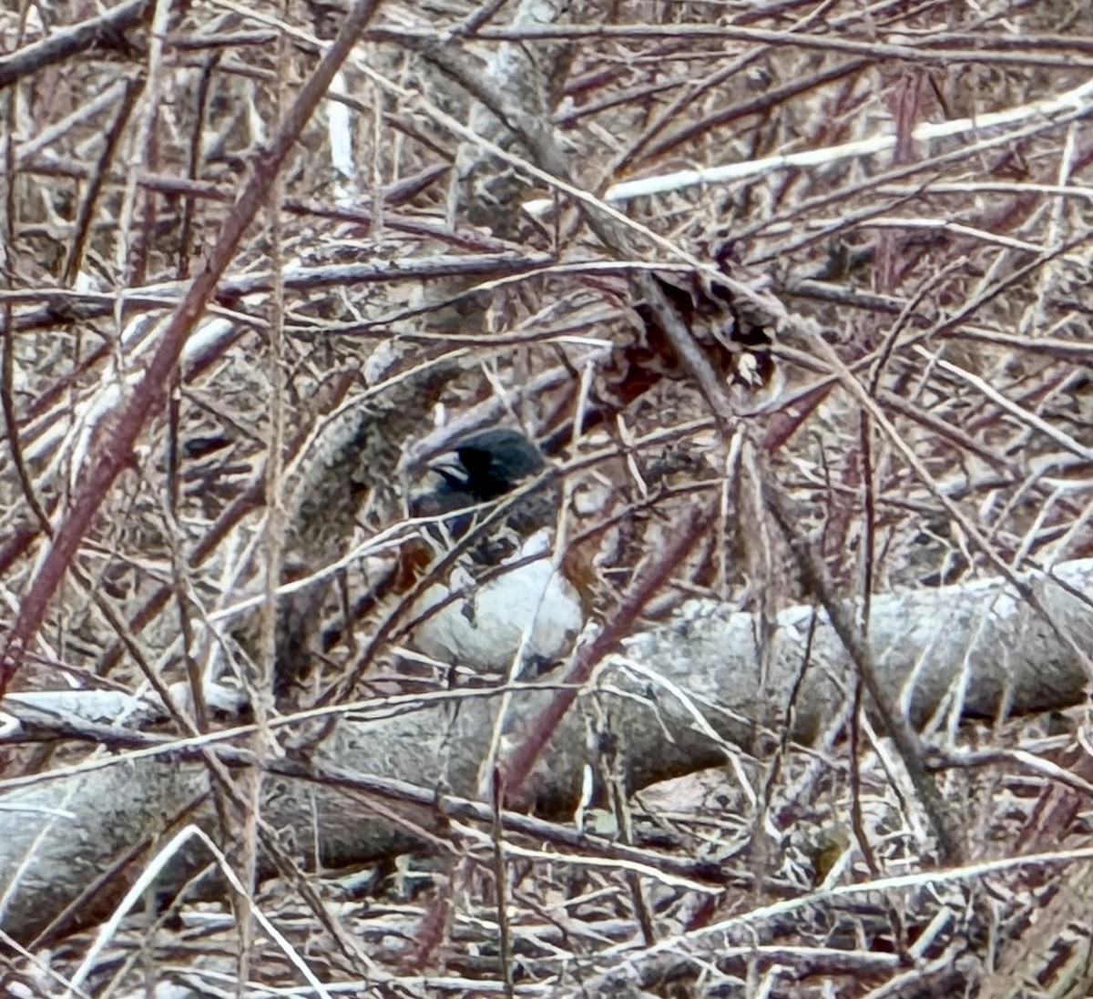 Eastern Towhee - ML632263308