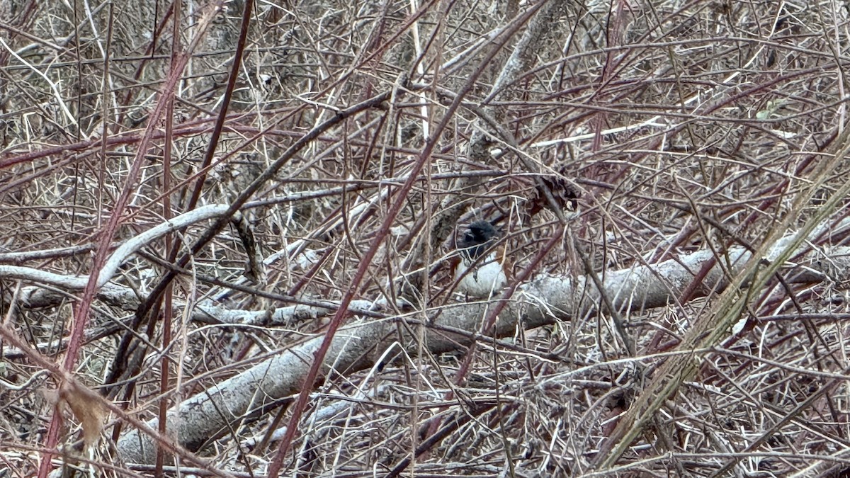 Eastern Towhee - ML632263309