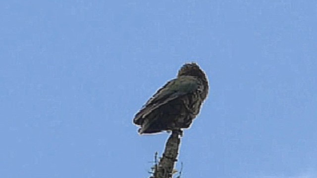 Kea - ML632263415