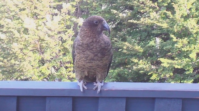 Kea - ML632263420