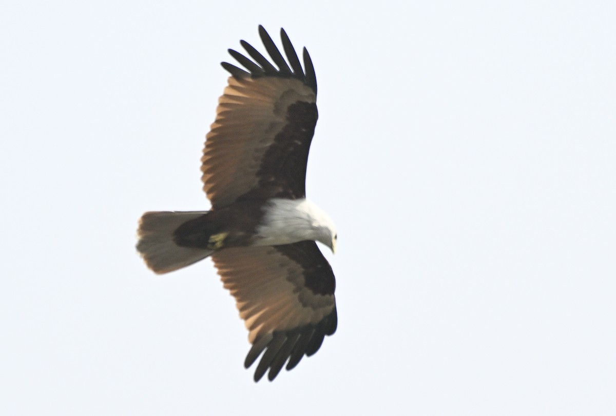Brahminy Kite - ML632263448