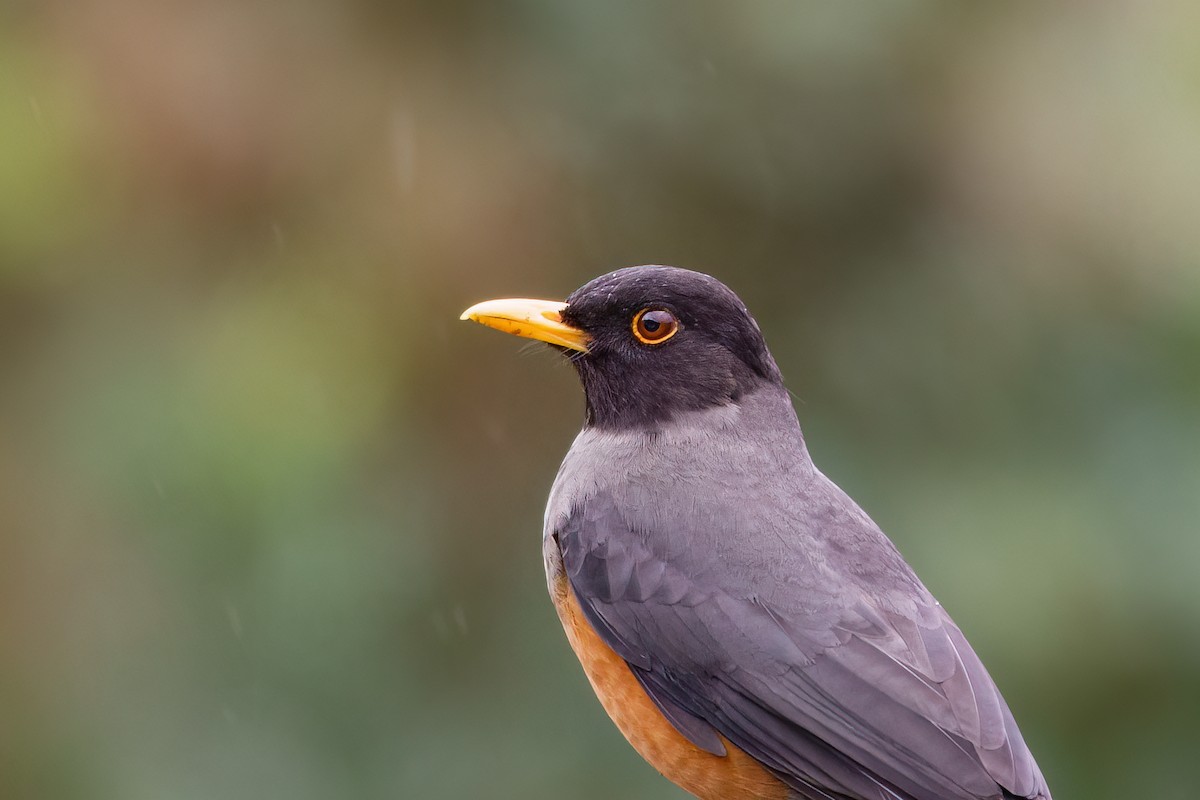 Chestnut-bellied Thrush - ML632263524