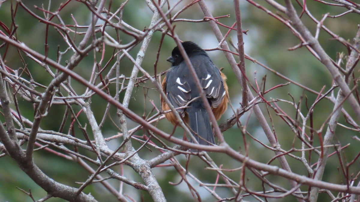 Eastern Towhee - ML632263561