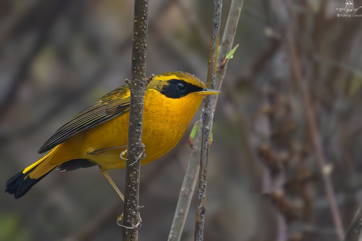 Golden Bush-Robin - ML632263567