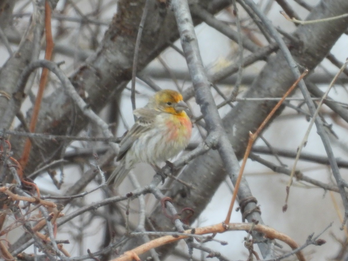 House Finch - ML632263639