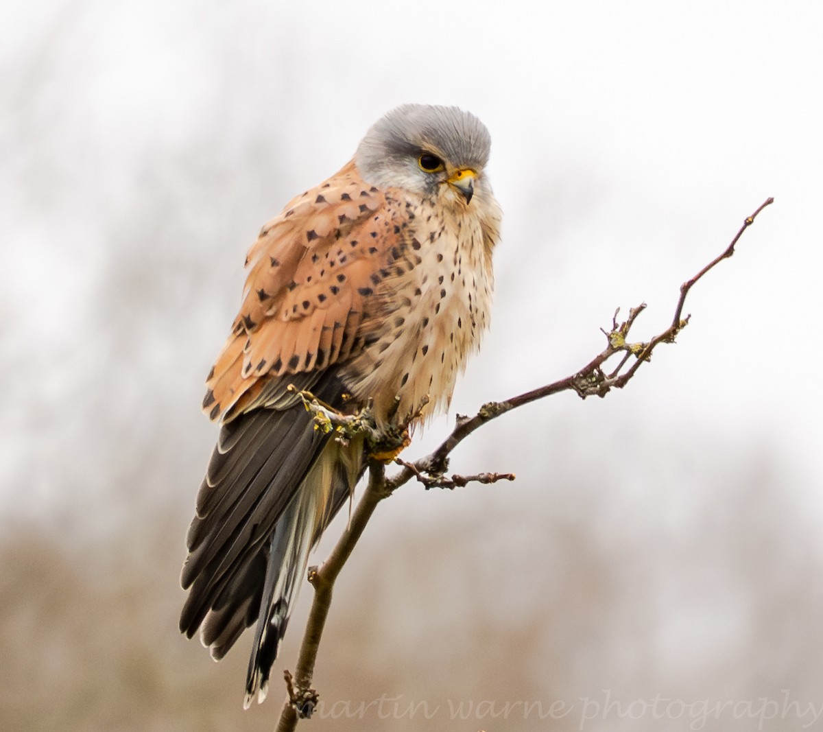 Turmfalke - ML632263766