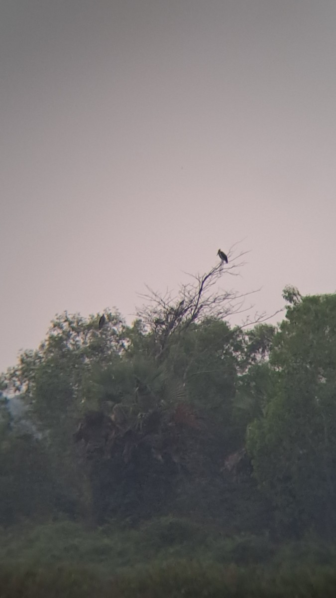 Lesser Adjutant - ML632263773