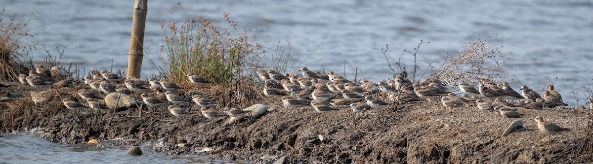 Tibetan Sand-Plover - ML632263779