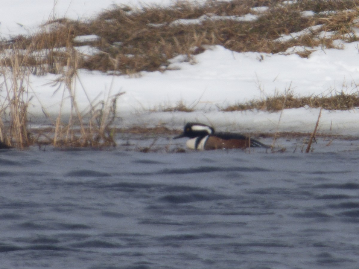 Hooded Merganser - ML632264130