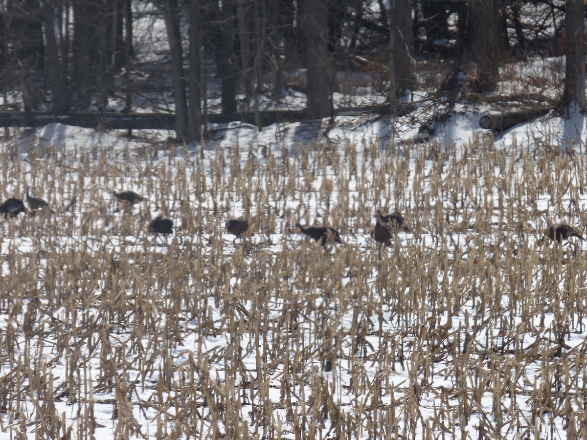 Wild Turkey - ML632264140