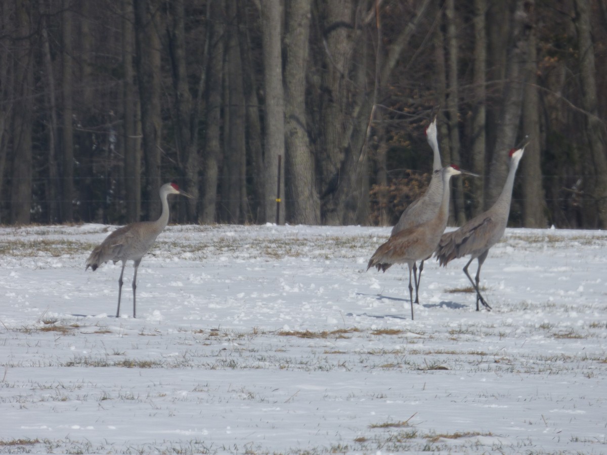 Sandhill Crane - ML632264144