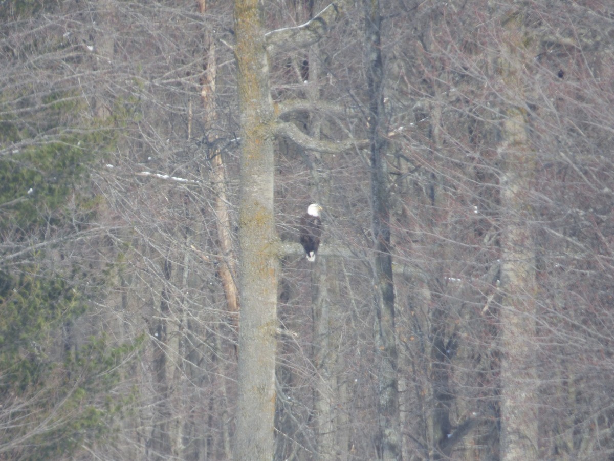 Bald Eagle - ML632264148
