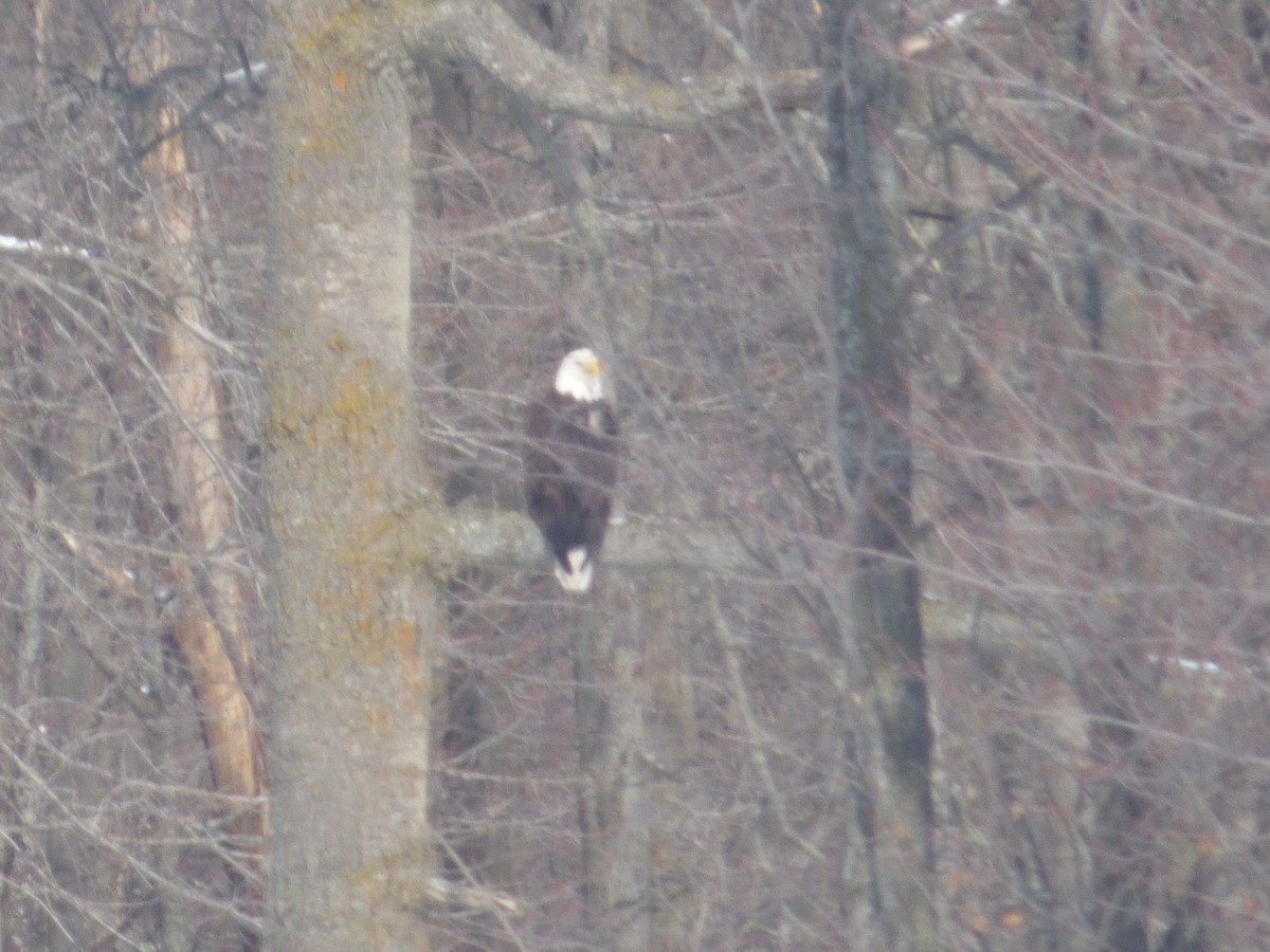 Bald Eagle - ML632264155