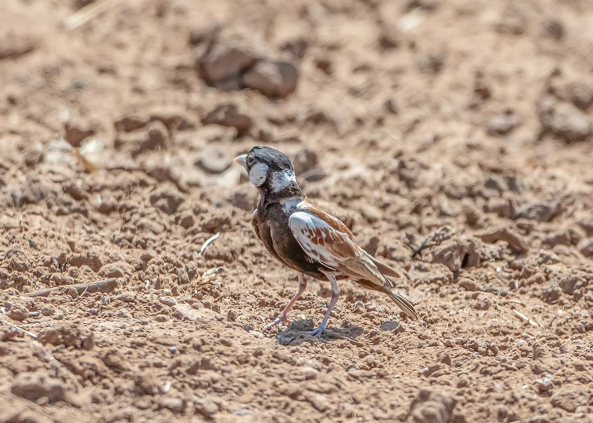 Chestnut-backed Sparrow-Lark - ML632264176