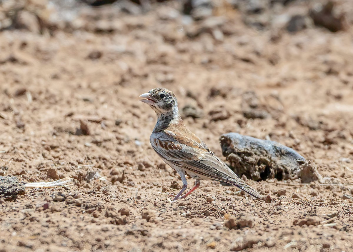 Chestnut-backed Sparrow-Lark - ML632264219