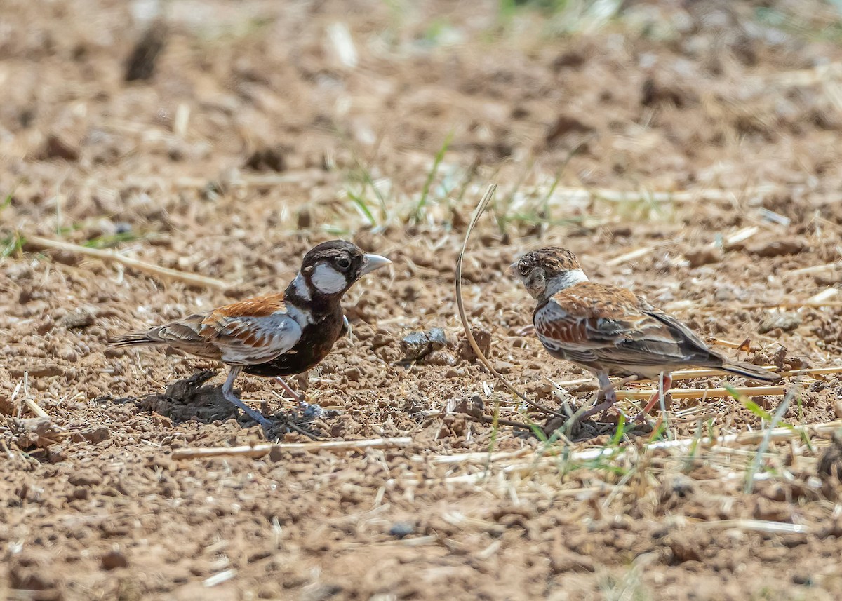Chestnut-backed Sparrow-Lark - ML632264223