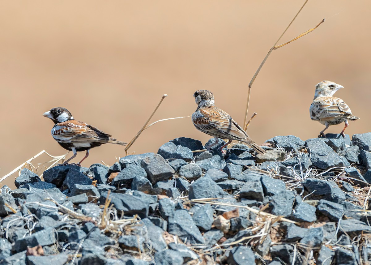 Chestnut-backed Sparrow-Lark - ML632264224