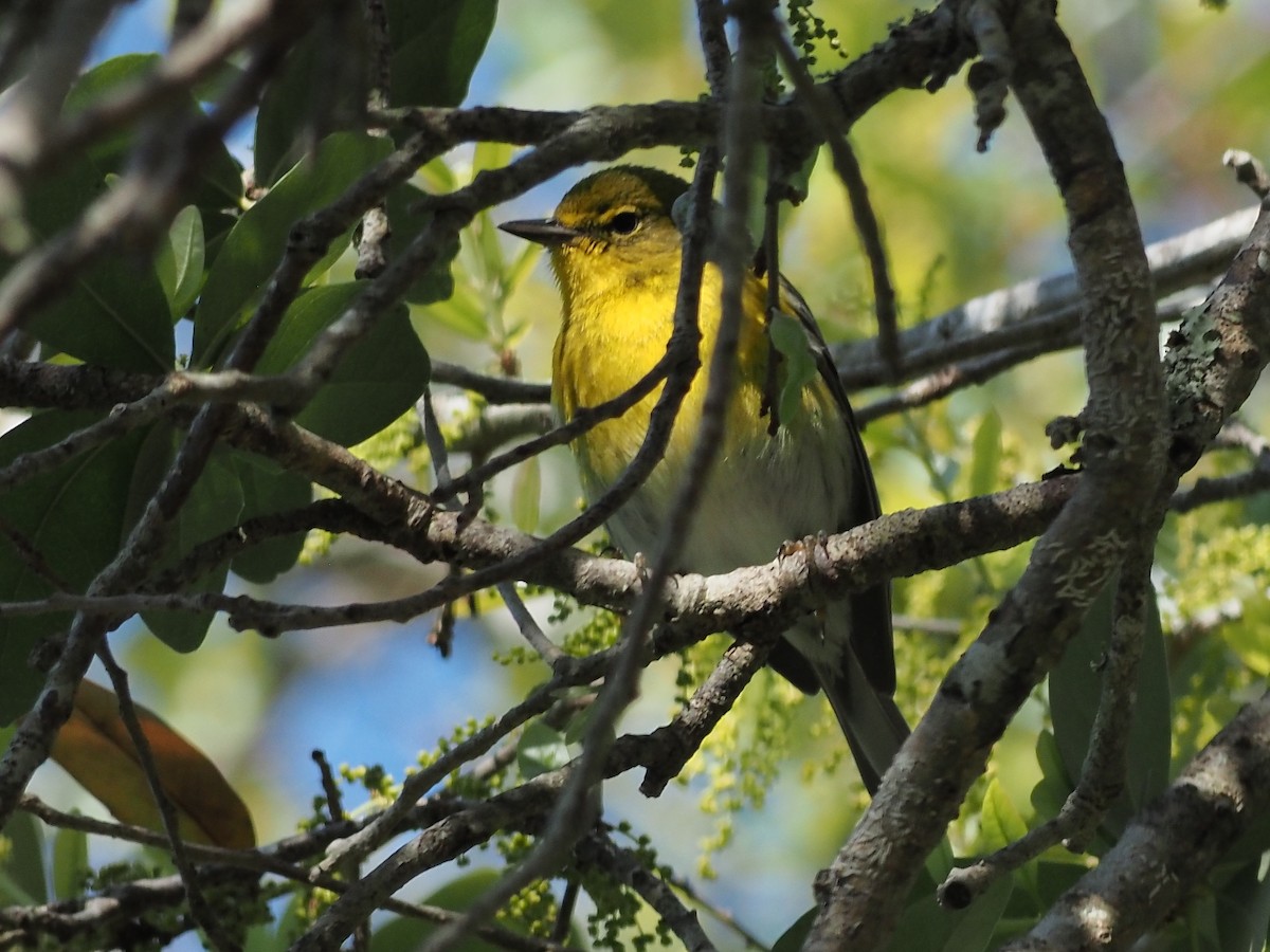 Pine Warbler - ML632264288