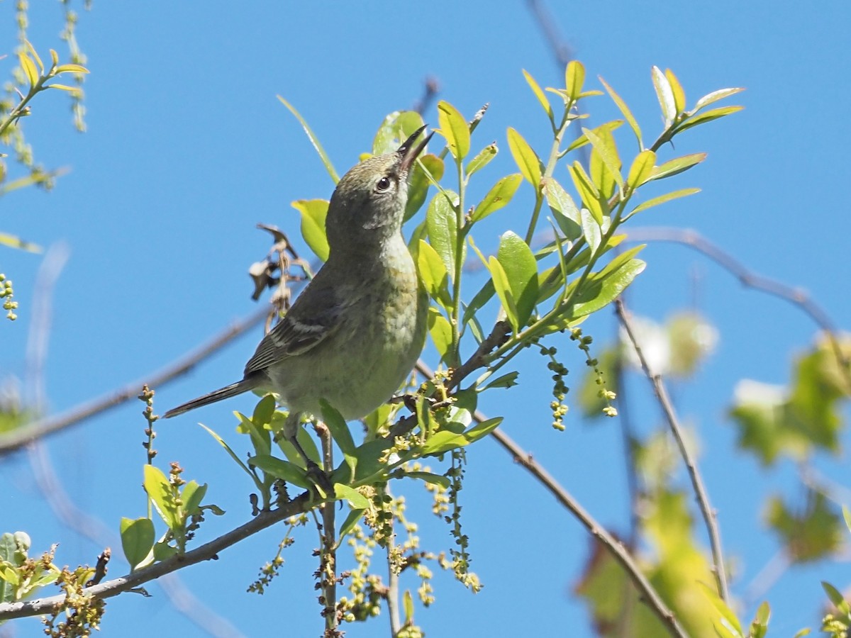 Pine Warbler - ML632264339