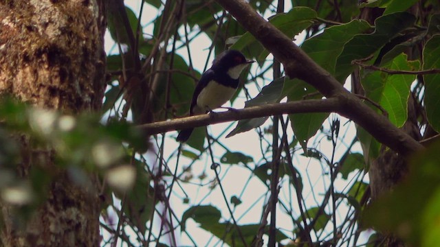 Banded Wattle-eye - ML632264358