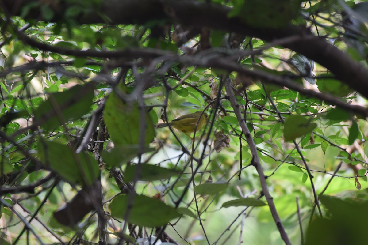 Green-crowned Warbler - ML632264365