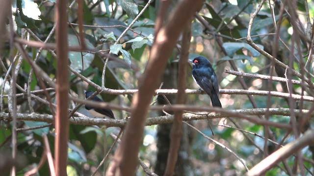 Banded Wattle-eye - ML632264457