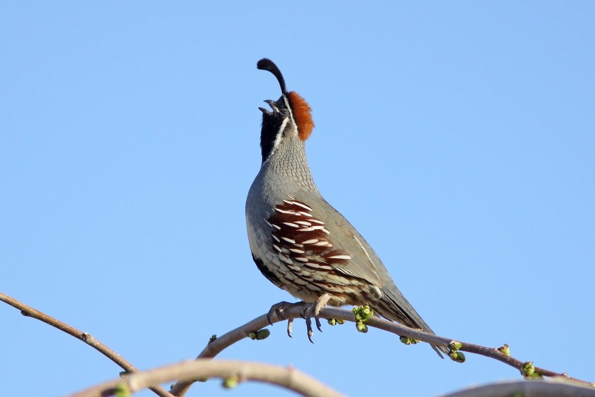 Gambel's Quail - ML632264529