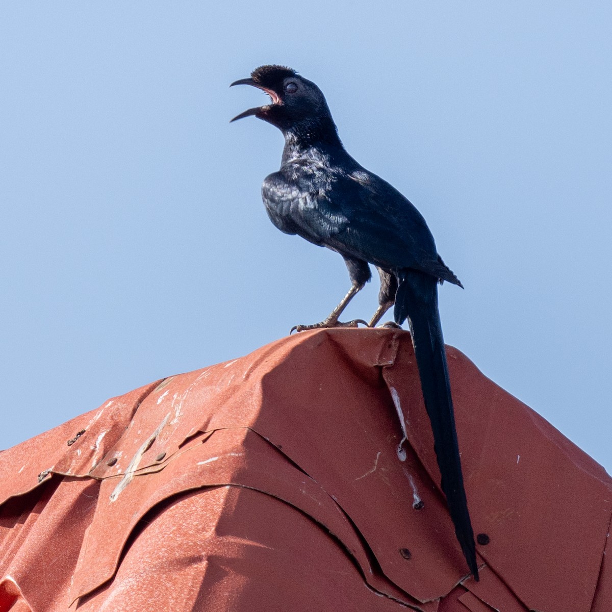 Bristle-crowned Starling - ML632264770