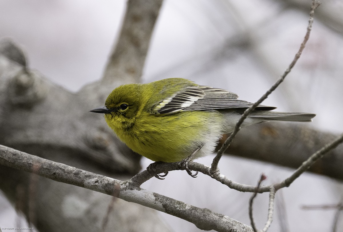 Pine Warbler - ML632264787