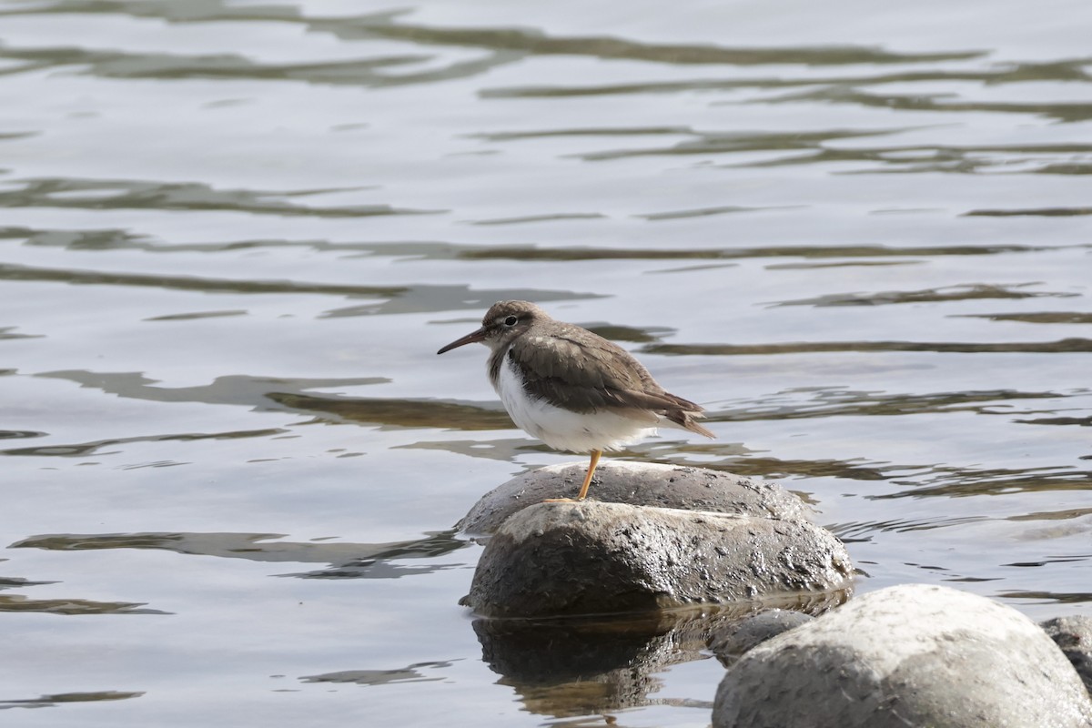 ביצנית נקודה - ML632264914