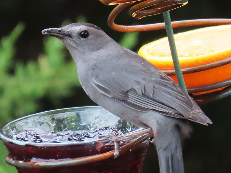 Gray Catbird - ML632264965