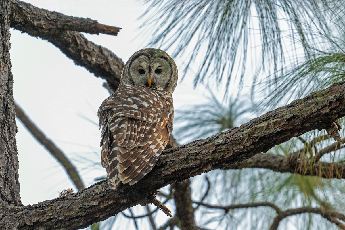 Cinereous Owl - ML632265063