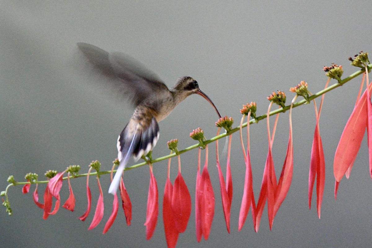 Long-billed Hermit - ML632265226